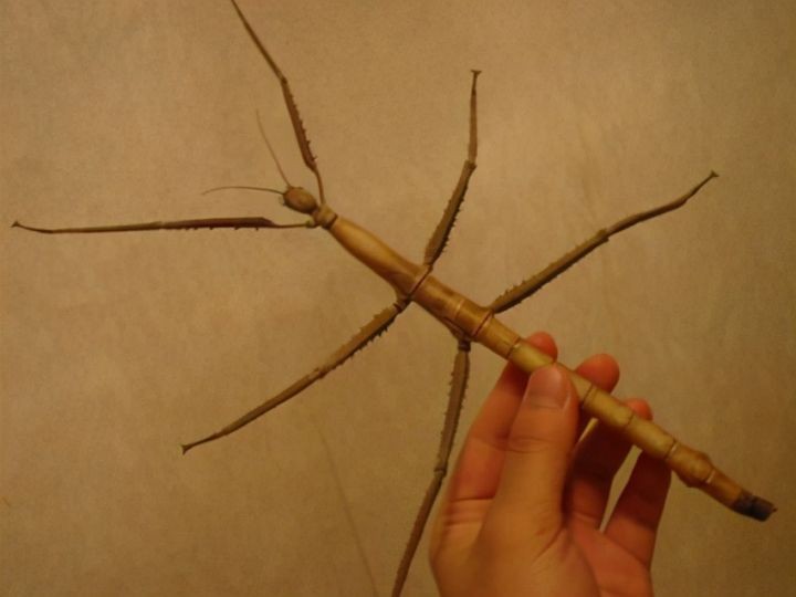 世界上最大的虫子（盘点昆虫界的10大巨无霸昆虫）