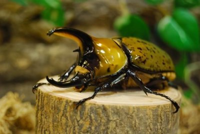 ​世界上最大的虫子（盘点昆虫界的10大巨无霸昆虫）