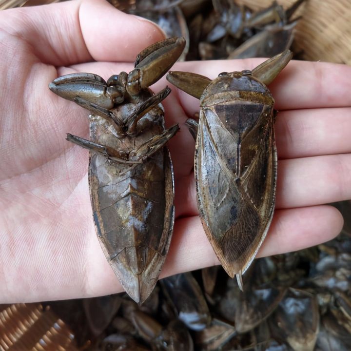 世界上最大的虫子（盘点昆虫界的10大巨无霸昆虫）