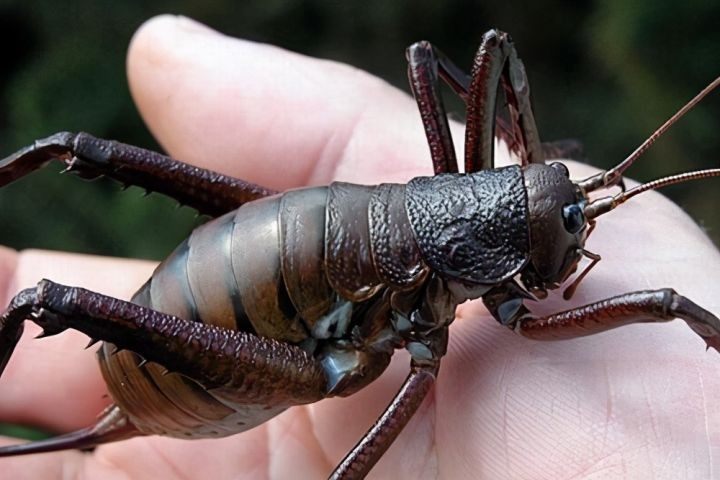 世界上最大的虫子（盘点昆虫界的10大巨无霸昆虫）