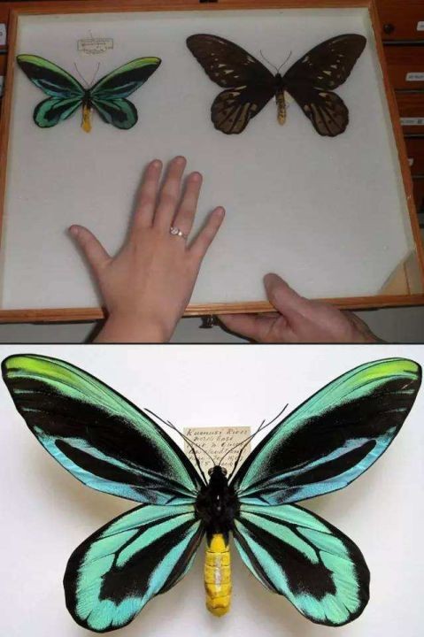 世界上最大的虫子（盘点昆虫界的10大巨无霸昆虫）