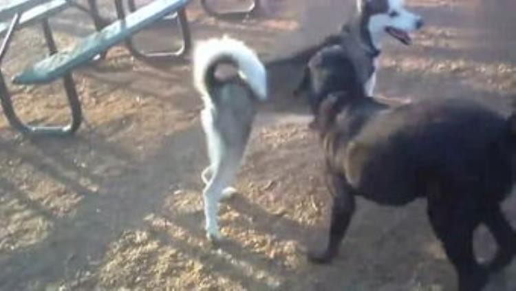 大型犬怎么抱起来,哪种巨型犬最温顺