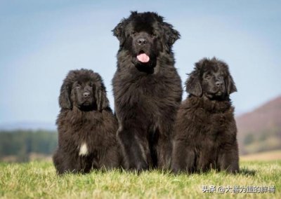 ​大型犬怎么抱起来,哪种巨型犬最温顺