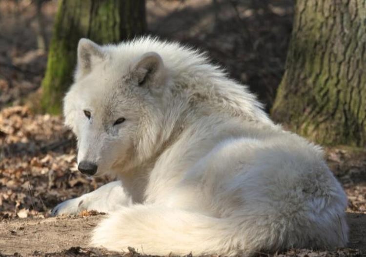 18世纪灭绝的动物,已灭绝的动物留下的珍贵影像