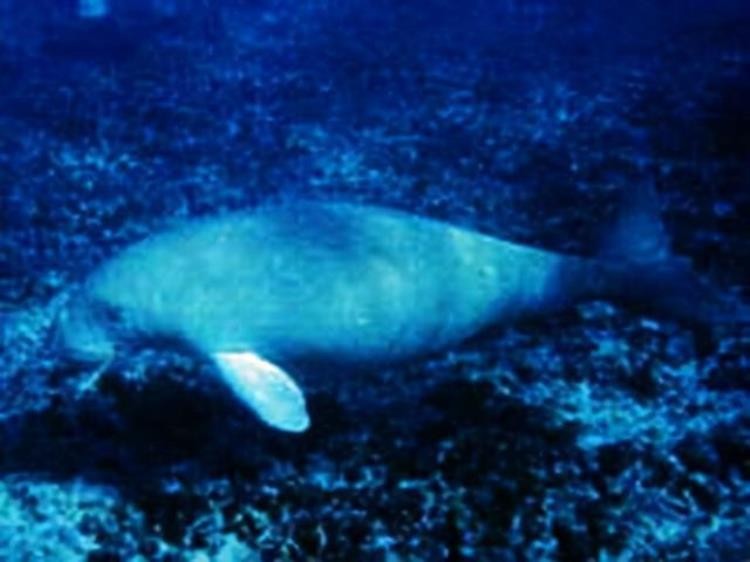 18世纪灭绝的动物,已灭绝的动物留下的珍贵影像