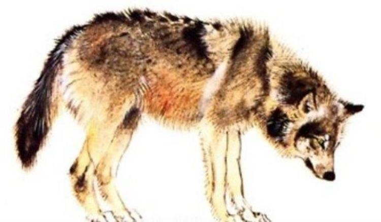 18世纪灭绝的动物,已灭绝的动物留下的珍贵影像