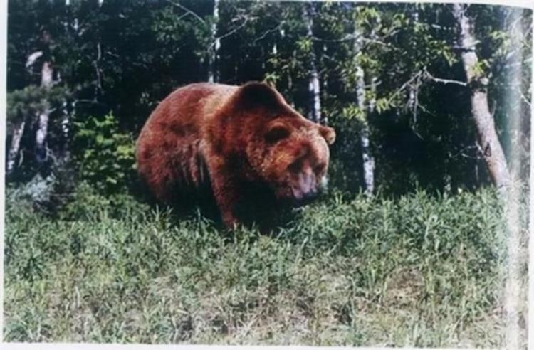 18世纪灭绝的动物,已灭绝的动物留下的珍贵影像