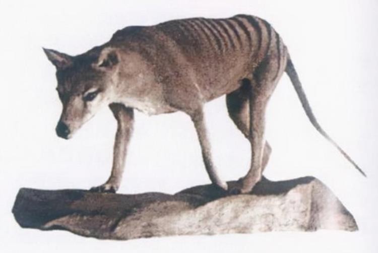 18世纪灭绝的动物,已灭绝的动物留下的珍贵影像