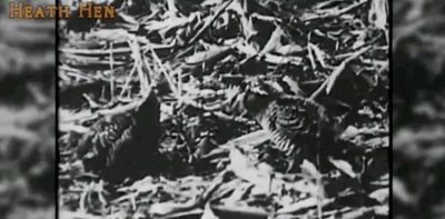 ​18世纪灭绝的动物,已灭绝的动物留下的珍贵影像