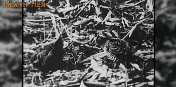 18世纪灭绝的动物,已灭绝的动物留下的珍贵影像