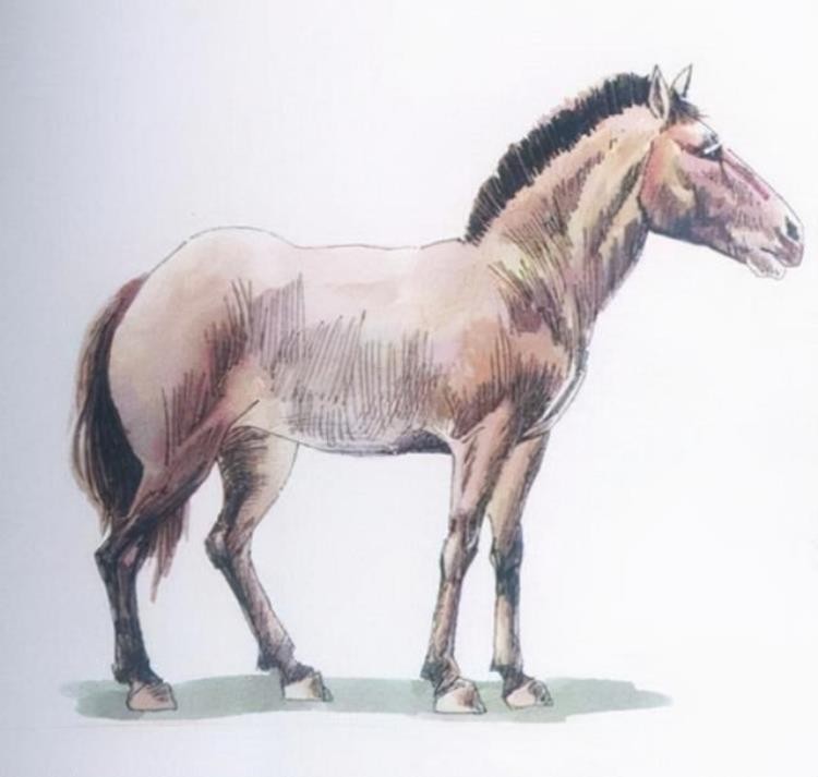 18世纪灭绝的动物,已灭绝的动物留下的珍贵影像