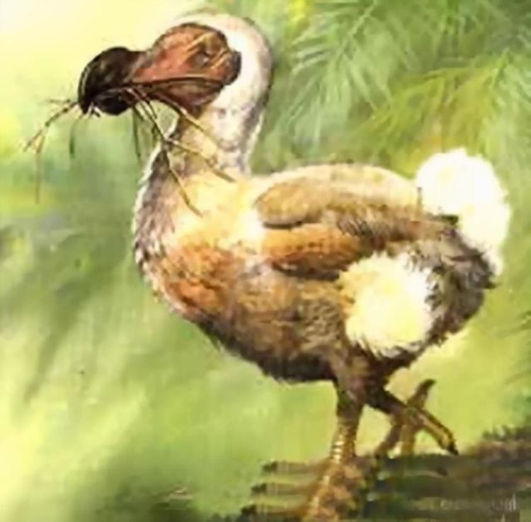 18世纪灭绝的动物,已灭绝的动物留下的珍贵影像