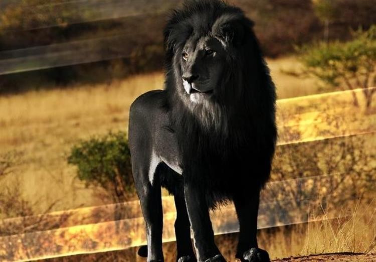 18世纪灭绝的动物,已灭绝的动物留下的珍贵影像