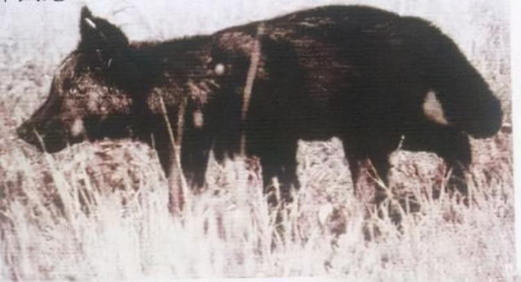 18世纪灭绝的动物,已灭绝的动物留下的珍贵影像