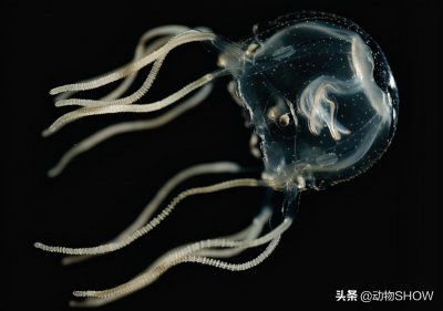 ​世界十大最毒动物（世界上含有剧毒的10大微型物种吗）