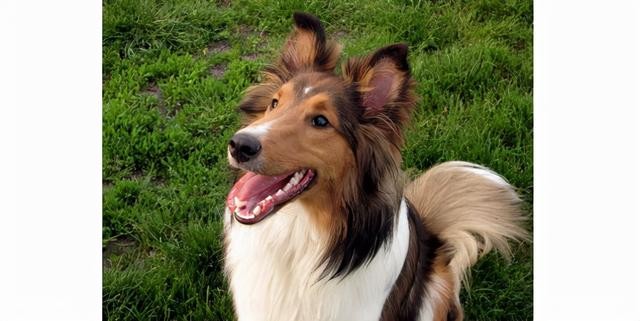 世界上最聪明的10大犬种(8)