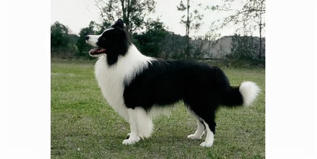 世界上最聪明的10大犬种(2)