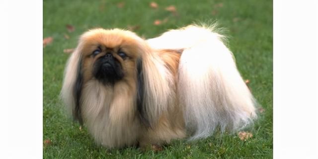 世界上最聪明的10大犬种(4)