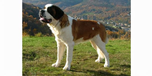 世界上最聪明的10大犬种(6)