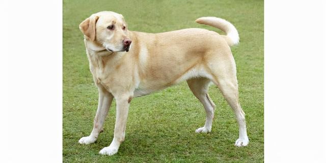 世界上最聪明的10大犬种(3)