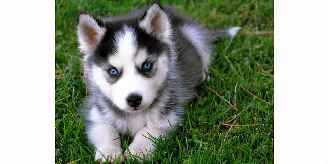 世界上最聪明的10大犬种(9)