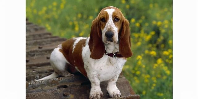 世界上最聪明的10大犬种(1)