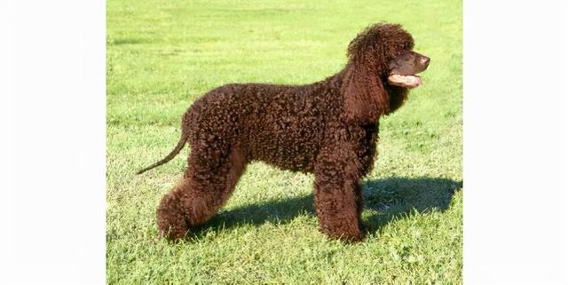 世界上最聪明的10大犬种(5)