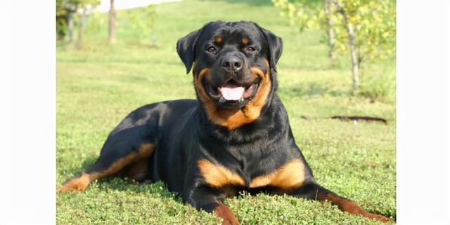 世界上最聪明的10大犬种(7)