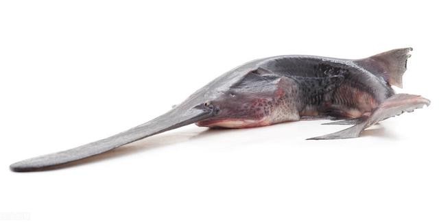 史上有10种灭绝的远古动物(全球十大著名的灭绝动物)(7)