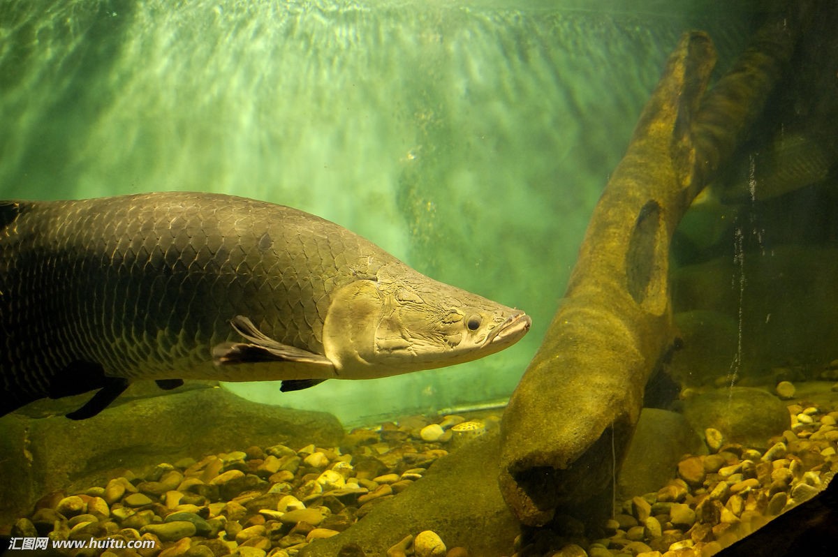 世界十大最凶猛淡水鱼,光是看它们的"面相"和牙齿就已经很吓人