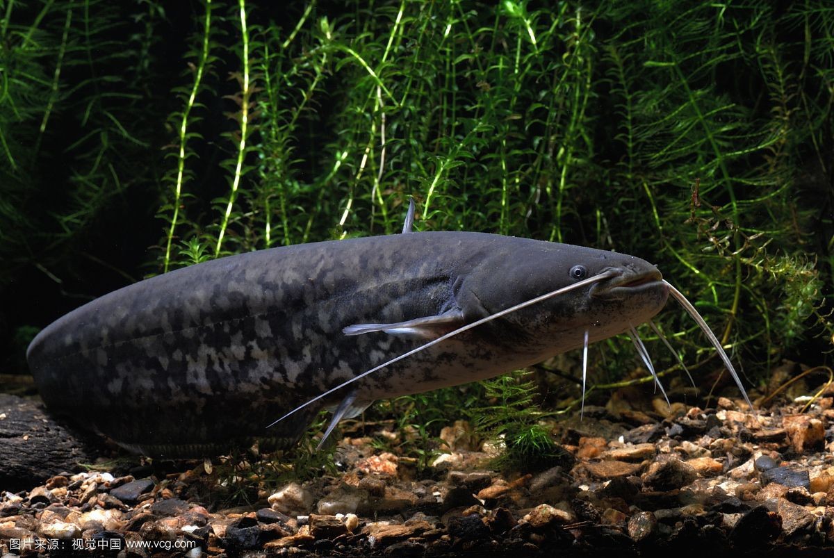 世界十大最凶猛淡水鱼,光是看它们的"面相"和牙齿就已经很吓人