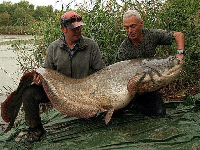 世界十大最凶猛淡水鱼,光是看它们的"面相"和牙齿就已经很吓人