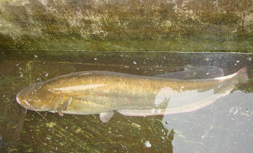 世界十大最凶猛淡水鱼,光是看它们的"面相"和牙齿就已经很吓人