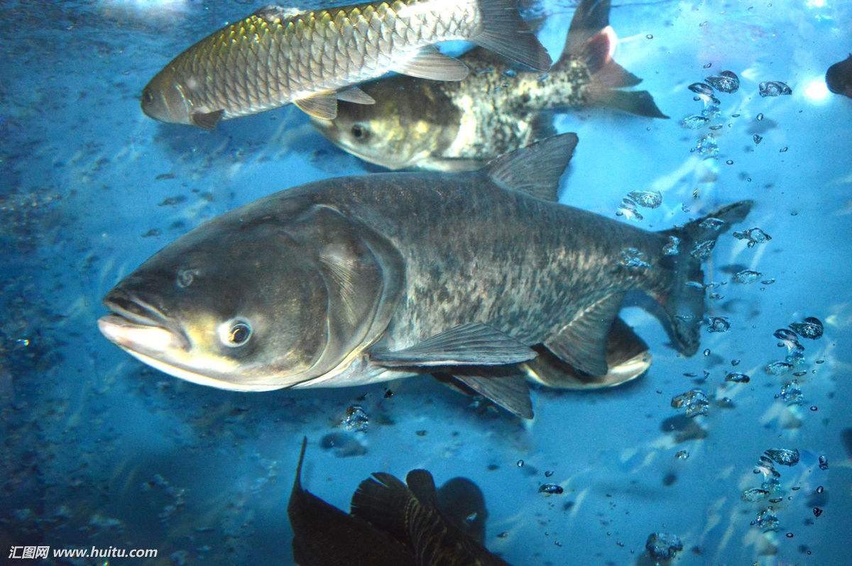 世界十大最凶猛淡水鱼,光是看它们的"面相"和牙齿就已经很吓人