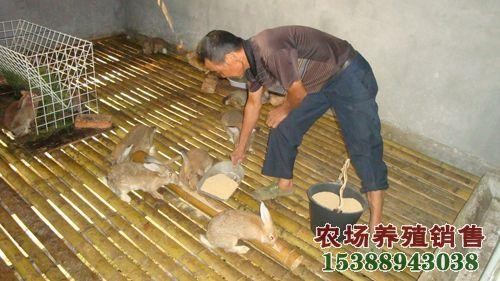 投资千元的农村创业项目:元能干什么 一千元创业项目盘点