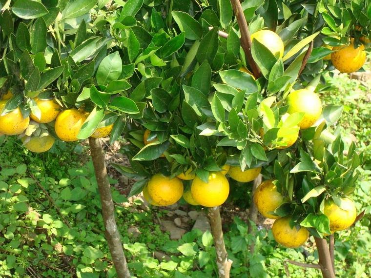 投资千元的农村创业项目:投资千元创业都适合做什么生意