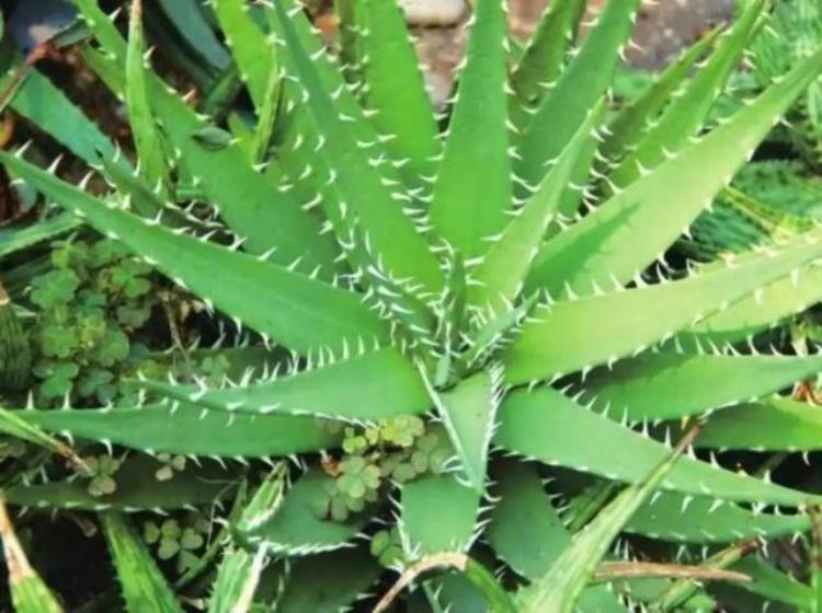 科幻片中那些会发光的植物是凭空想象还是真实存在,世界上发光的植物