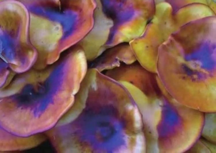 科幻片中那些会发光的植物是凭空想象还是真实存在,世界上发光的植物