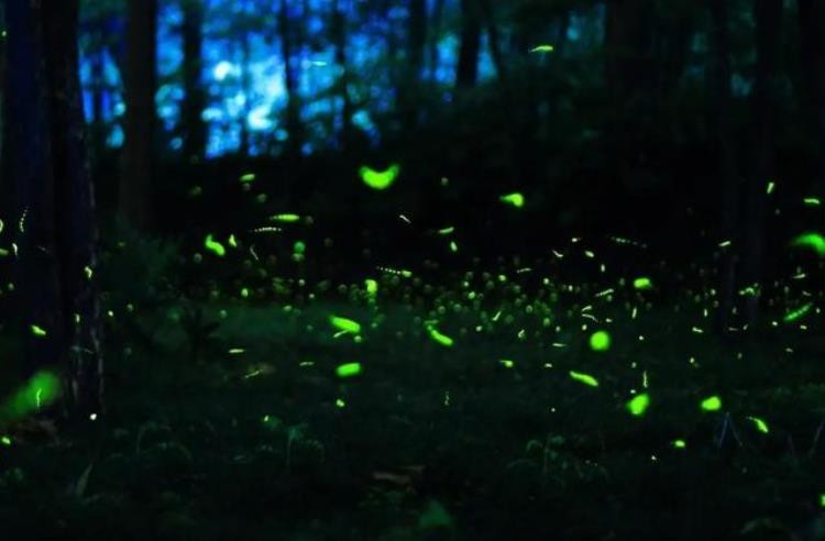 科幻片中那些会发光的植物是凭空想象还是真实存在,世界上发光的植物