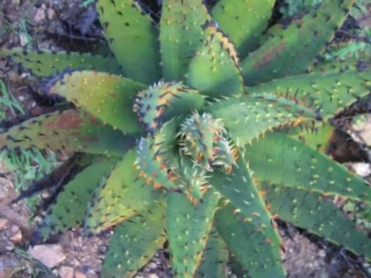 科幻片中那些会发光的植物是凭空想象还是真实存在,世界上发光的植物