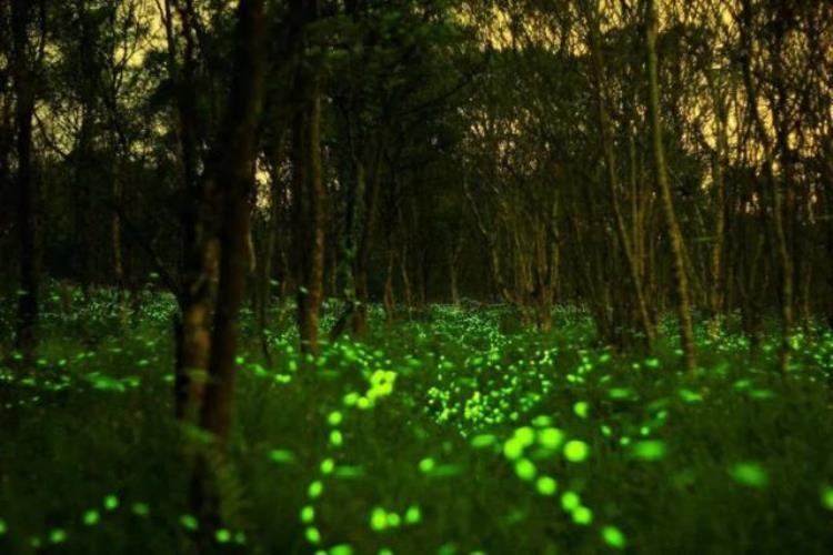 科幻片中那些会发光的植物是凭空想象还是真实存在,世界上发光的植物