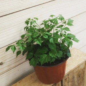 幸福树掉叶子解决方法(盆栽幸福树叶子出现大规模脱落的情况,别急着丢掉,看