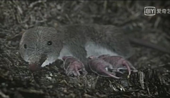 地球生物进化史（一篇文章图解地球四十亿年生命进化史）