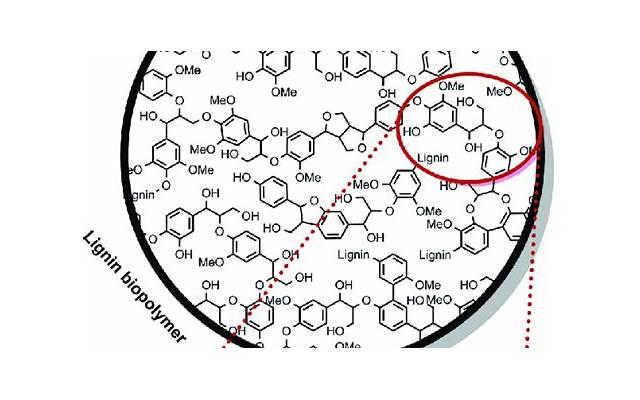 新手怎么画九尾(九尾公主怎么画) 新手怎么画九尾(九尾公主怎么画)