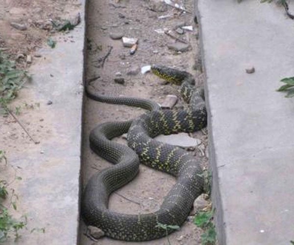 山东真实的蛇化龙的事 很有灵心,要心生敬畏