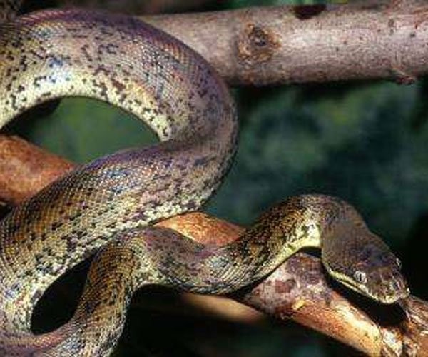 山东真实的蛇化龙的事 很有灵心,要心生敬畏