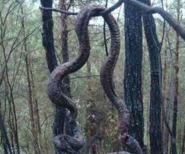 山东真实的蛇化龙的事 很有灵心,要心生敬畏