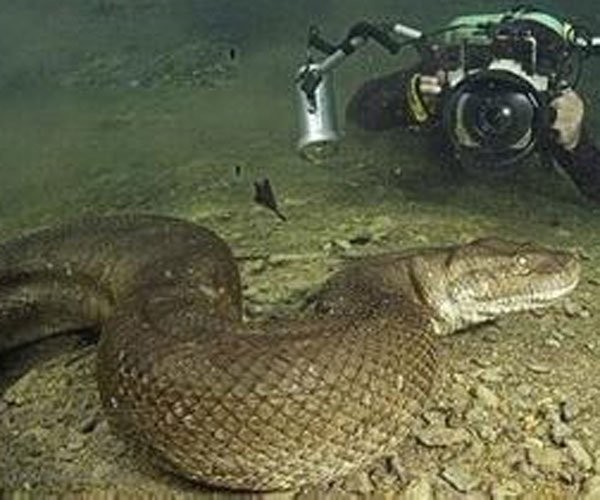 山东真实的蛇化龙的事 很有灵心,要心生敬畏