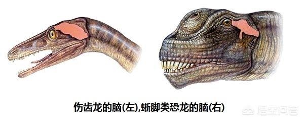 恐龙会不会进化高级文明走了 恐龙为何就不能争气一点呢