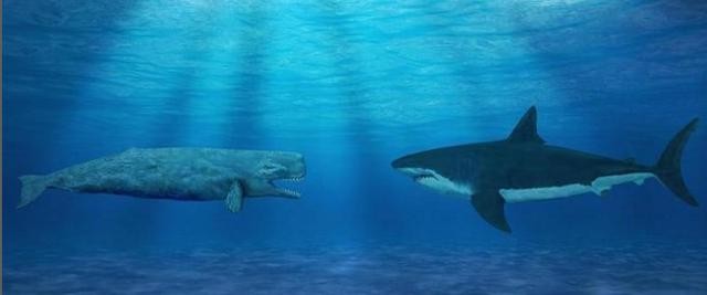 世界上体型最大的鲸鱼排行榜（最强的肉食鲸鱼就是它）(11)